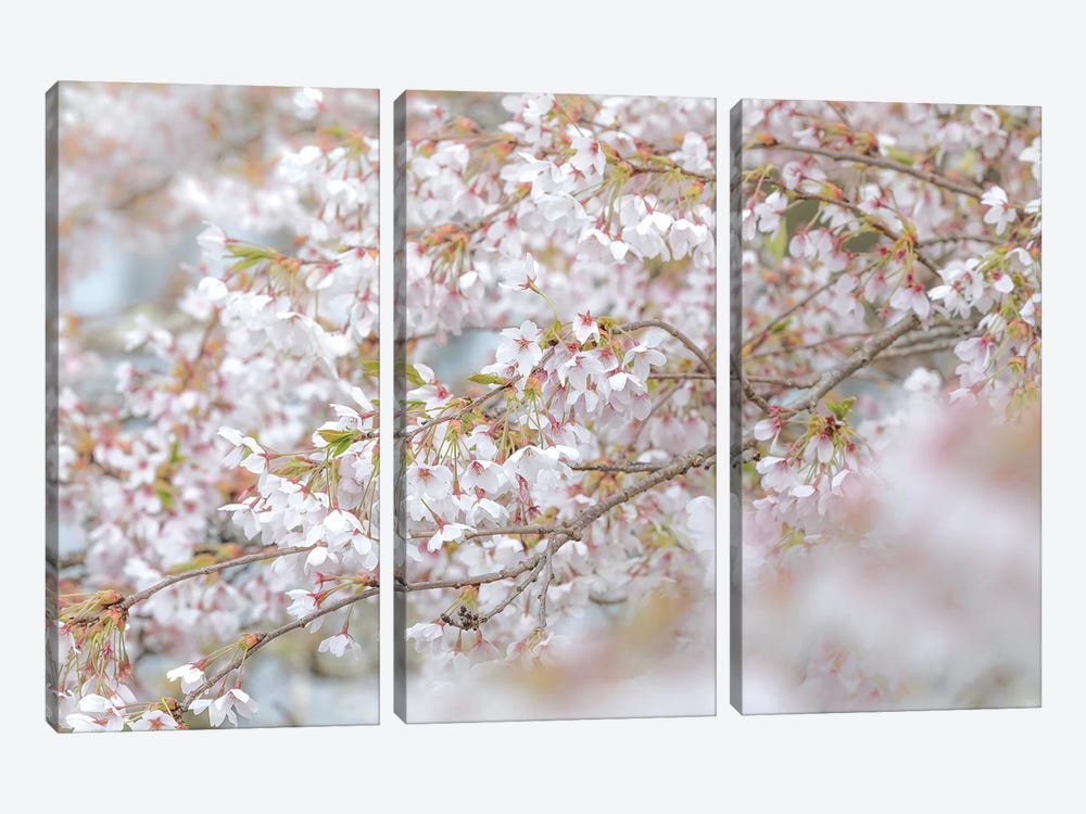 USA, Washington State, Seabeck. Cherry tree blossoms. by Jaynes Gallery 3-piece Canvas Print