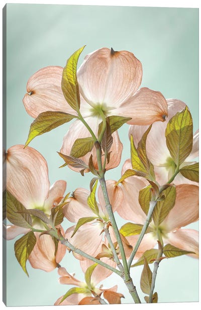 USA, Washington State, Seabeck. Colorized pink dogwood blossoms. Canvas Art Print - Dogwood Art