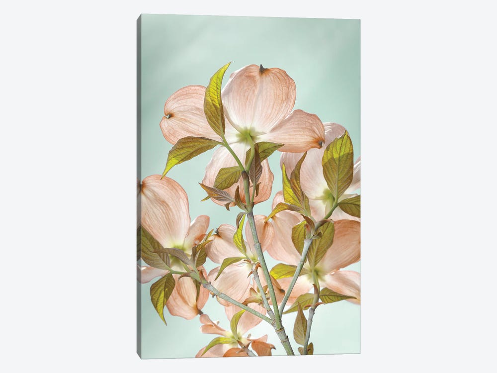 USA, Washington State, Seabeck. Colorized pink dogwood blossoms. by Jaynes Gallery 1-piece Canvas Art