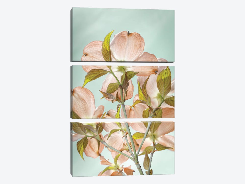 USA, Washington State, Seabeck. Colorized pink dogwood blossoms. by Jaynes Gallery 3-piece Canvas Artwork