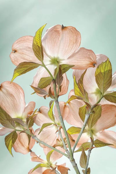 Jaynes Gallery: USA, Washington State, Seabeck. Colorized pink dogwood blossoms. by Jaynes Gallery