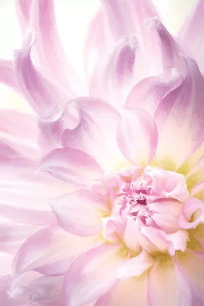 Washington: USA, Washington State, Seabeck. Dahlia blossom close-up I by Jaynes Gallery