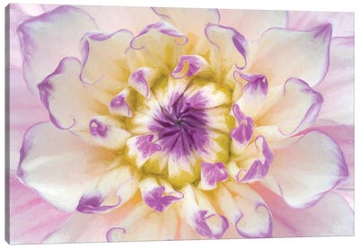 USA, Washington State, Seabeck. Dahlia blossom close-up II Canvas Art Print - Dahlia Art