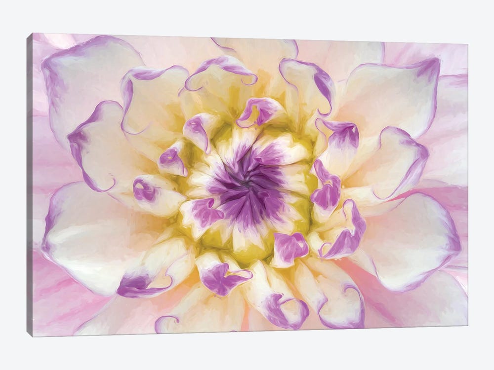 USA, Washington State, Seabeck. Dahlia blossom close-up II by Jaynes Gallery 1-piece Canvas Artwork