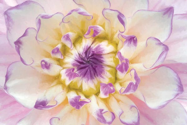Dahlias: USA, Washington State, Seabeck. Dahlia blossom close-up II by Jaynes Gallery