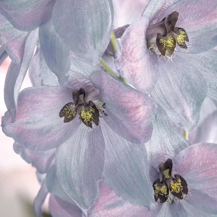 USA, Washington State, Seabeck. Delphinium blossoms close-up.