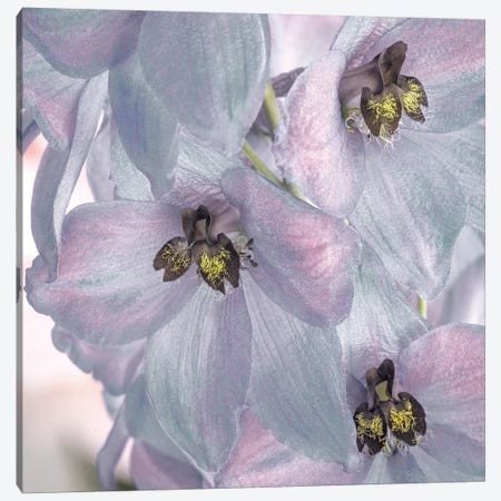 USA, Washington State, Seabeck. Delphinium blossoms close-up. Canvas Print #JYG188} by Jaynes Gallery Canvas Art