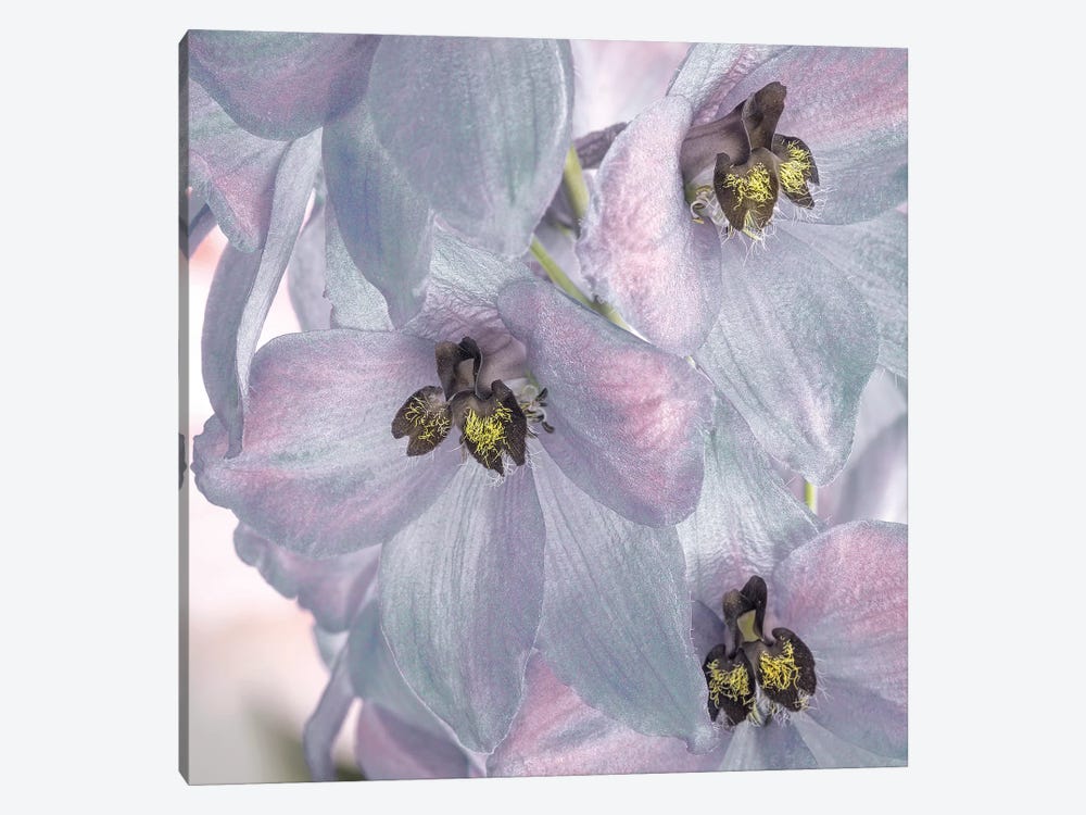 USA, Washington State, Seabeck. Delphinium blossoms close-up. by Jaynes Gallery 1-piece Art Print