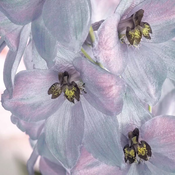 Jaynes Gallery: USA, Washington State, Seabeck. Delphinium blossoms close-up. by Jaynes Gallery