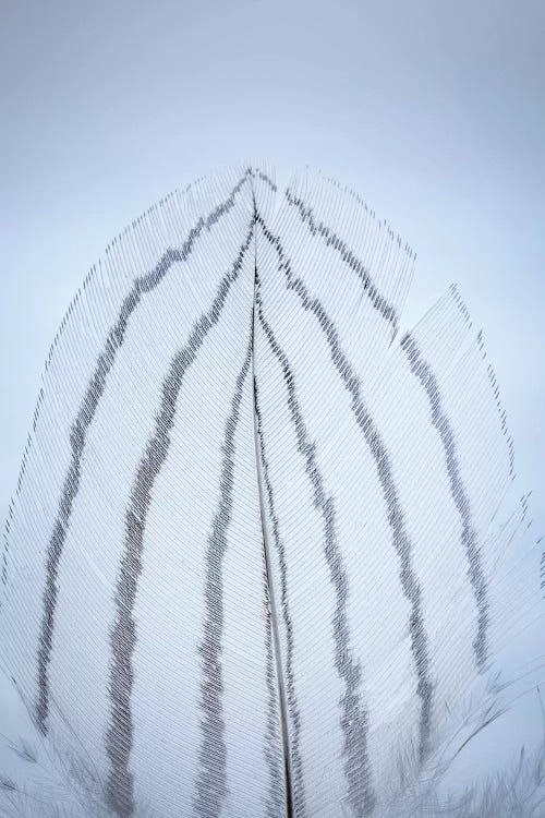 USA, Washington State, Seabeck. Detail of feather I