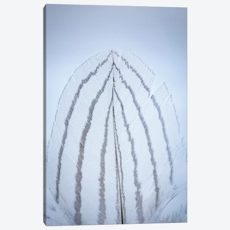 USA, Washington State, Seabeck. Detail of feather I Canvas Print #JYG189} by Jaynes Gallery Canvas Wall Art