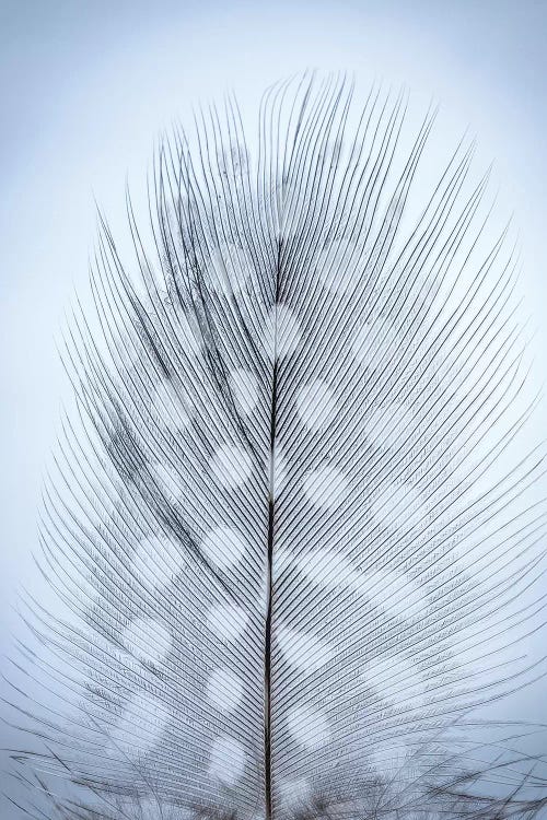 USA, Washington State, Seabeck. Detail of feather II by Jaynes Gallery canvas print