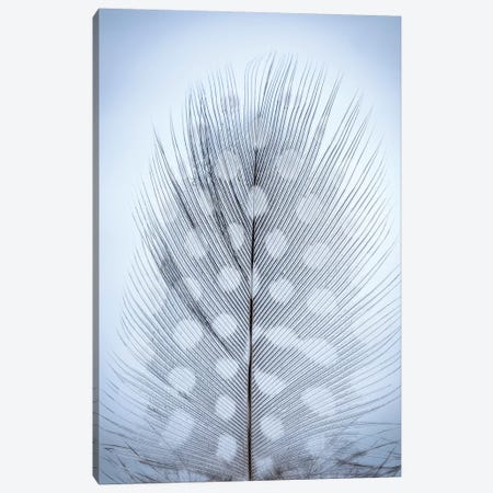 USA, Washington State, Seabeck. Detail of feather II Canvas Print #JYG190} by Jaynes Gallery Canvas Print