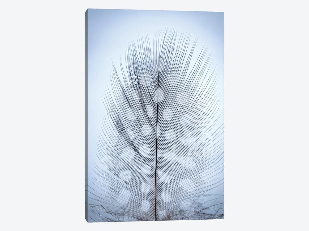 USA, Washington State, Seabeck. Detail of feather II by Jaynes Gallery 1-piece Canvas Wall Art