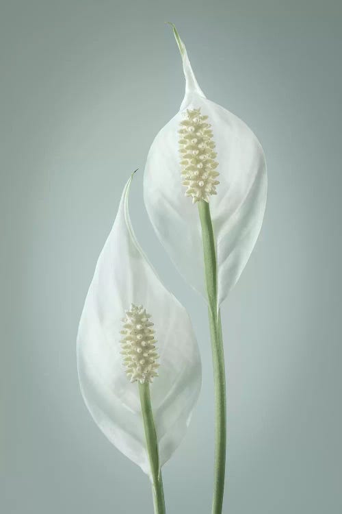 USA, Washington State, Seabeck. Peace lily close-up. by Jaynes Gallery wall art