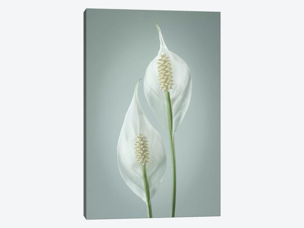 USA, Washington State, Seabeck. Peace lily close-up. 1-piece Art Print