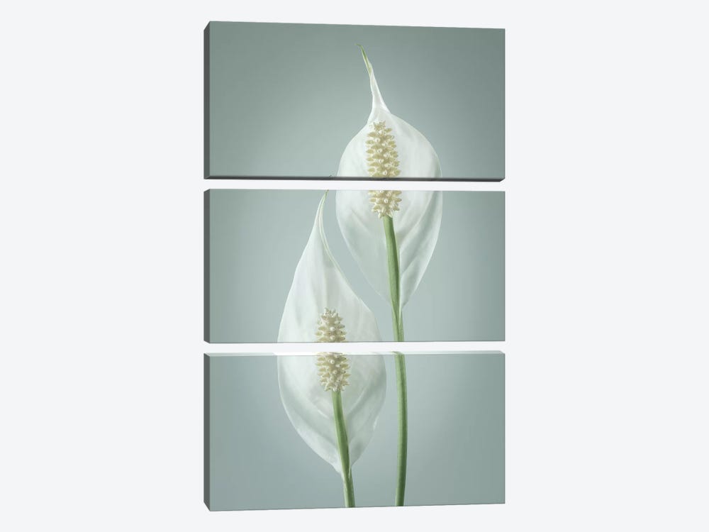 USA, Washington State, Seabeck. Peace lily close-up. by Jaynes Gallery 3-piece Art Print