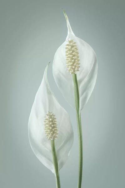 Washington: USA, Washington State, Seabeck. Peace lily close-up. by Jaynes Gallery