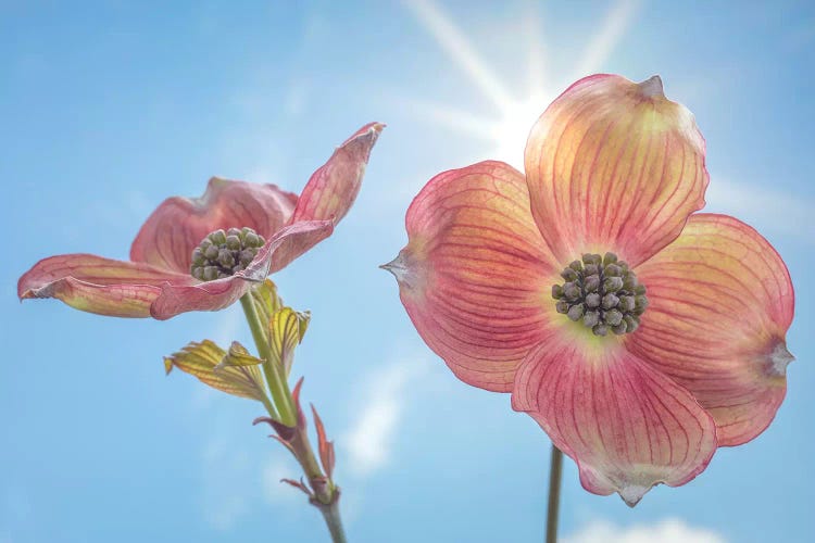 USA, Washington State, Seabeck. Pink dogwood blossoms.