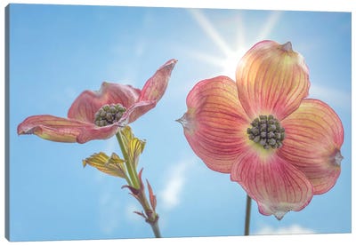 USA, Washington State, Seabeck. Pink dogwood blossoms. Canvas Art Print - Dogwood Art
