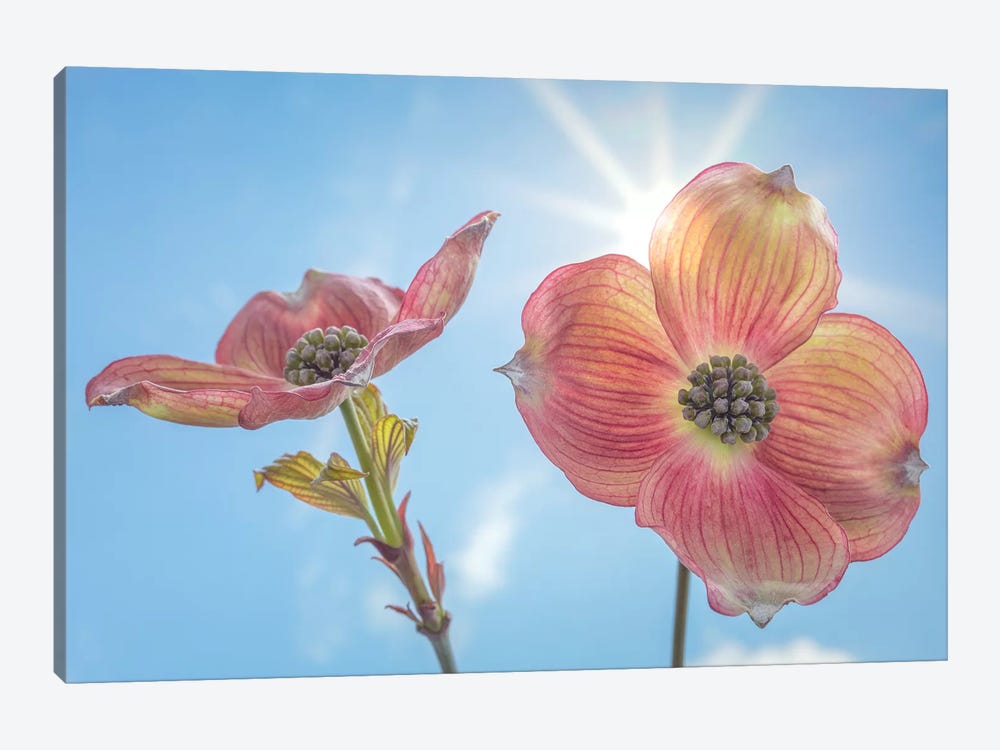 USA, Washington State, Seabeck. Pink dogwood blossoms. by Jaynes Gallery 1-piece Canvas Wall Art