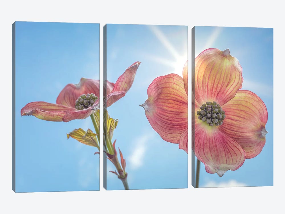 USA, Washington State, Seabeck. Pink dogwood blossoms. by Jaynes Gallery 3-piece Canvas Artwork