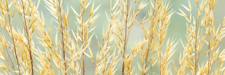 USA, Washington State, Seabeck. Seed heads of giant feather grass.