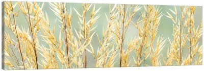 USA, Washington State, Seabeck. Seed heads of giant feather grass. Canvas Art Print - Washington Art