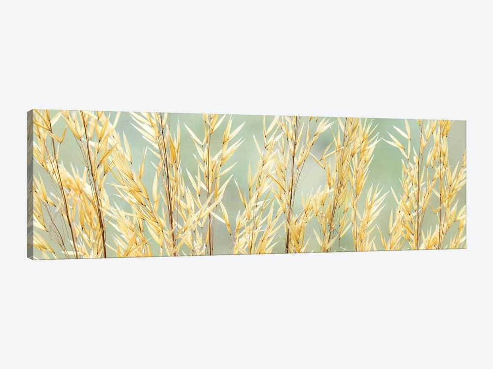 USA, Washington State, Seabeck. Seed heads of giant feather grass. by Jaynes Gallery 1-piece Canvas Print