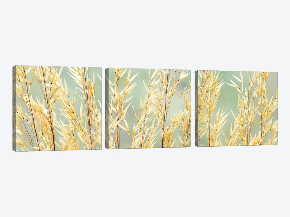 USA, Washington State, Seabeck. Seed heads of giant feather grass. by Jaynes Gallery 3-piece Canvas Print