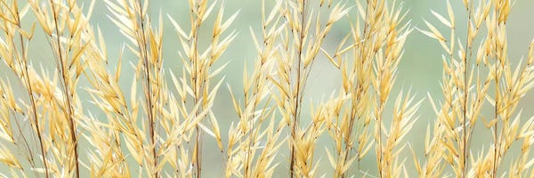 Washington: USA, Washington State, Seabeck. Seed heads of giant feather grass. by Jaynes Gallery