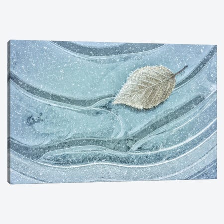 USA, Washington State. Seabeck. Frosty maple leaf on ice. Canvas Print #JYG195} by Jaynes Gallery Canvas Art