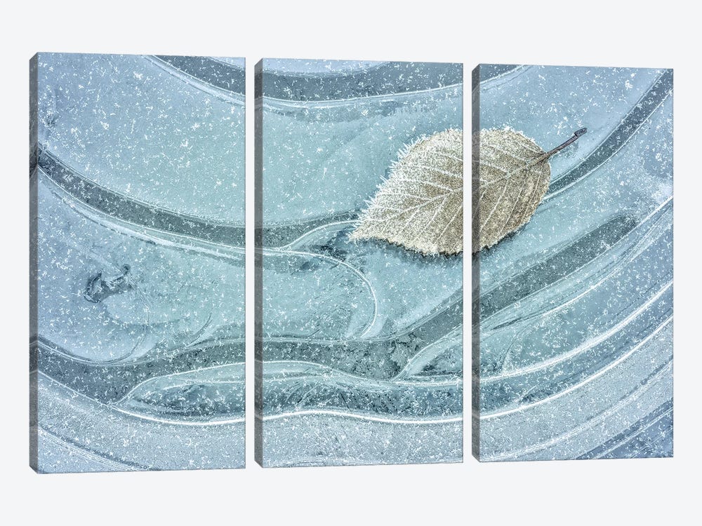 USA, Washington State. Seabeck. Frosty maple leaf on ice. by Jaynes Gallery 3-piece Canvas Art Print