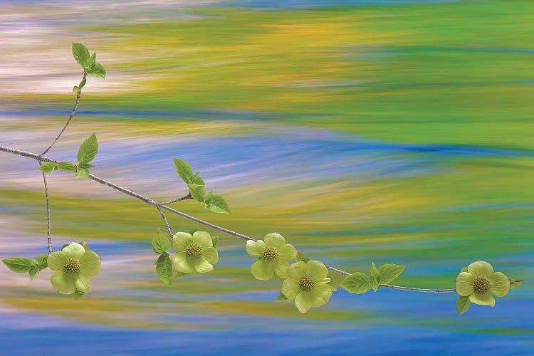 USA, Washington, Icicle Creek. Pacific dogwood over creek. by Jaynes Gallery canvas print