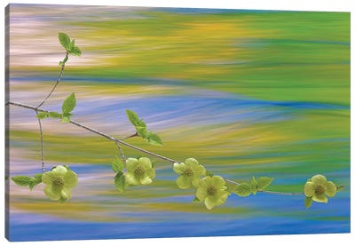 USA, Washington, Icicle Creek. Pacific dogwood over creek. Canvas Art Print