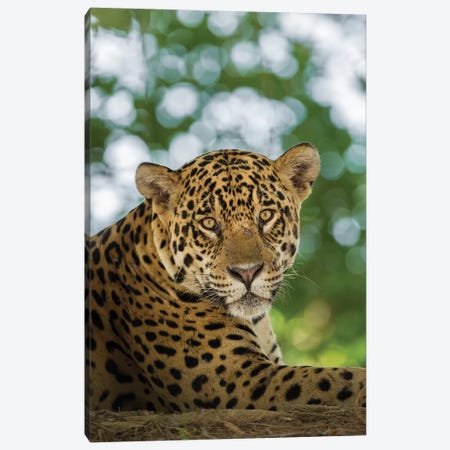 Portrait Of Wild Resting Jaguar, Pantanal Conservation Area, Brazil Canvas Print #JYG1} by Jaynes Gallery Canvas Art Print