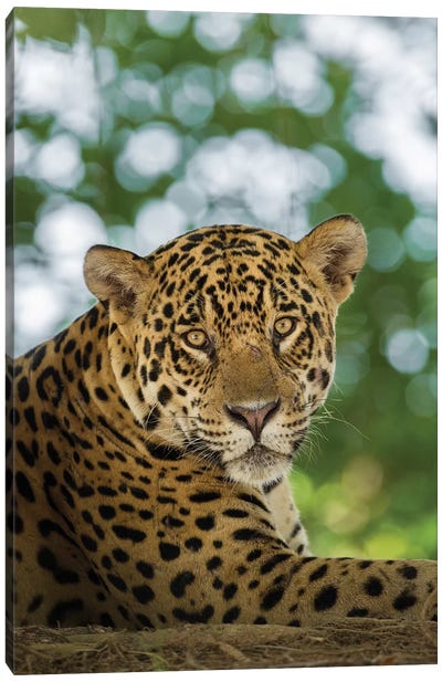 Portrait Of Wild Resting Jaguar, Pantanal Conservation Area, Brazil Canvas Art Print - Jaguar Art