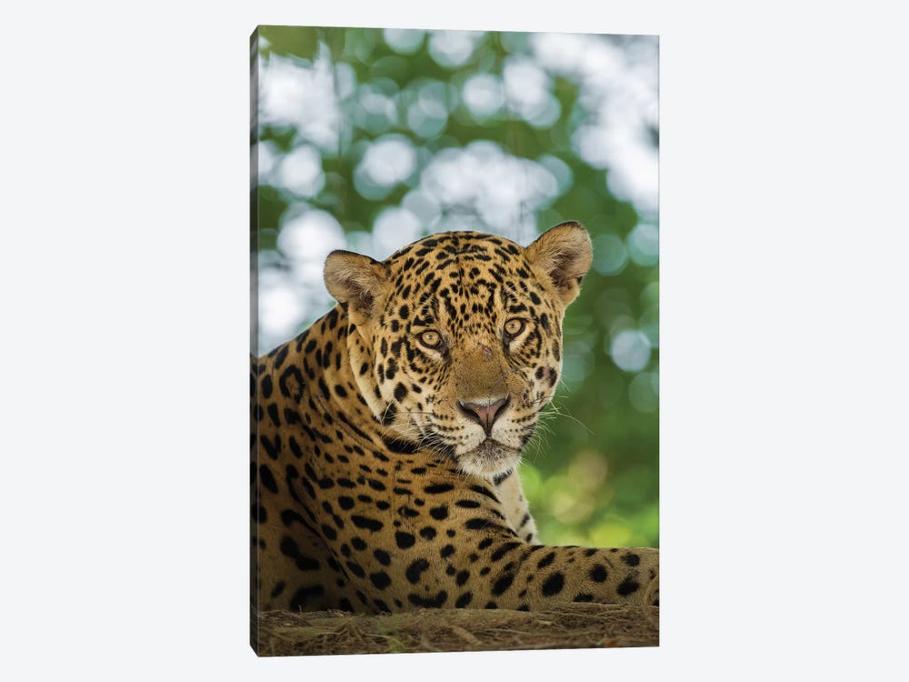 Portrait Of Wild Resting Jaguar, Pantanal Conservation Area, Brazil by Jaynes Gallery 1-piece Art Print