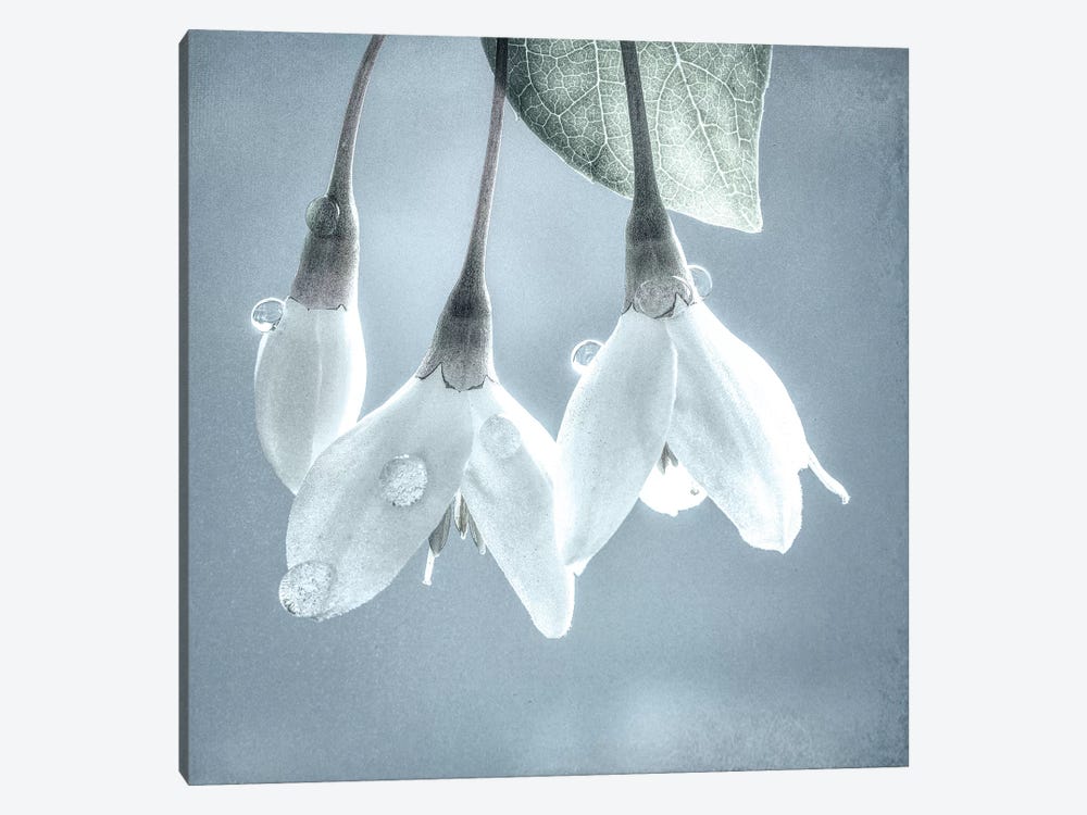 USA, Washington, Silverdale. Japanese snowbell tree blossoms. by Jaynes Gallery 1-piece Canvas Print