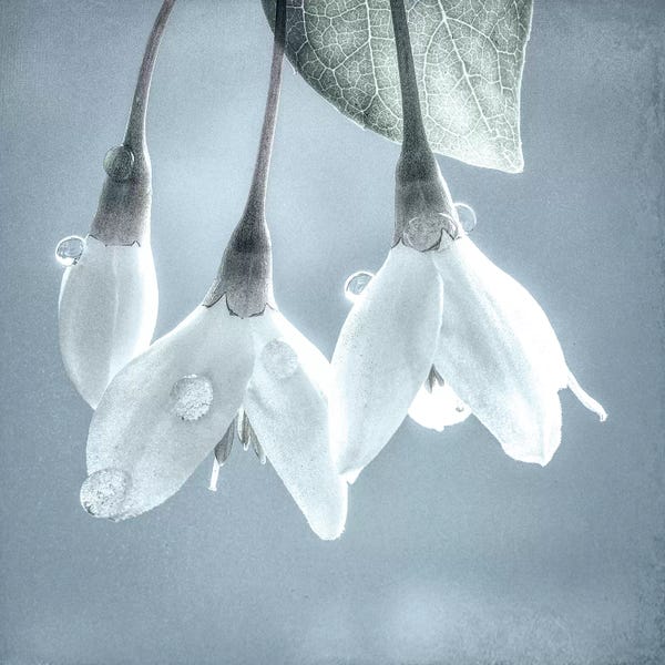 Washington: USA, Washington, Silverdale. Japanese snowbell tree blossoms. by Jaynes Gallery