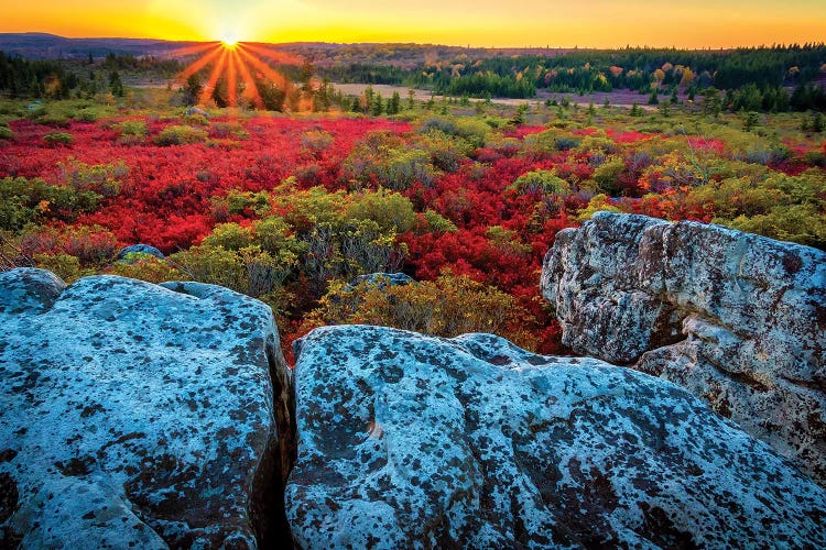 USA, West Virginia, Dolly Sods Wilderness Area. Sunset on tundra and rocks.