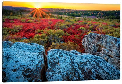 USA, West Virginia, Dolly Sods Wilderness Area. Sunset on tundra and rocks. Canvas Art Print - West Virginia Art