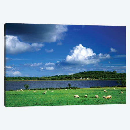 Ireland, County Roscommon. Pastoral Scene Of Lake And Grazing Sheep. Canvas Print #JYG207} by Jaynes Gallery Canvas Art