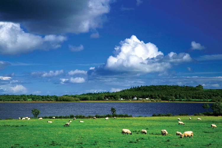 Ireland, County Roscommon. Pastoral Scene Of Lake And Grazing Sheep.