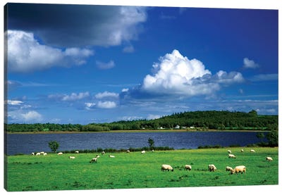 Ireland, County Roscommon. Pastoral Scene Of Lake And Grazing Sheep. Canvas Art Print - Ireland Art