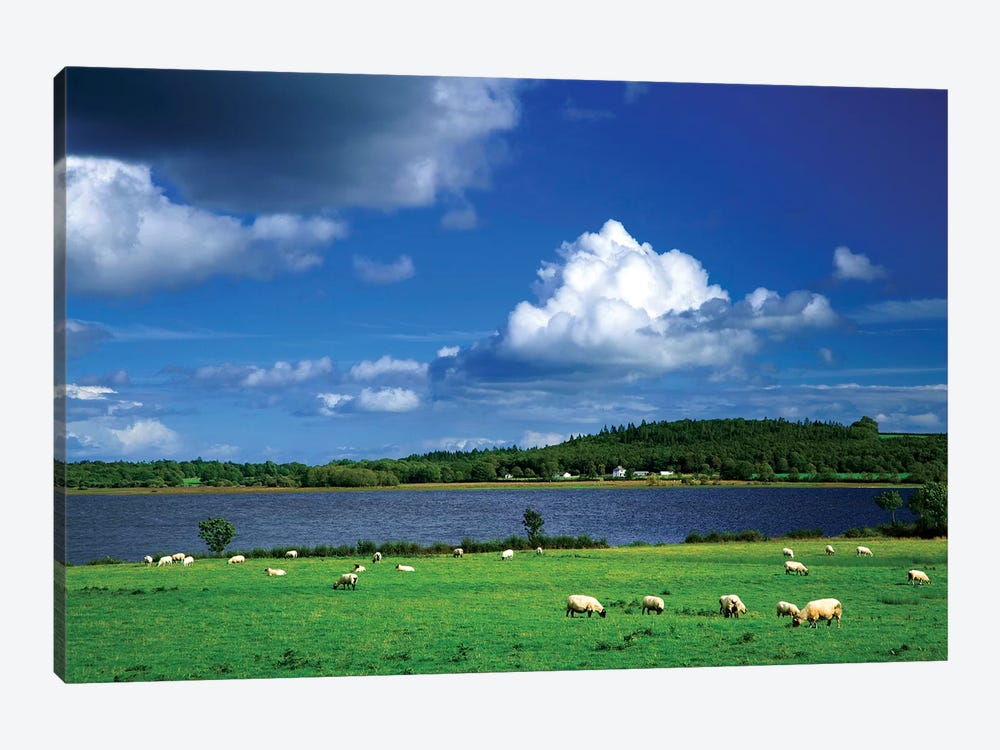 Ireland, County Roscommon. Pastoral Scene Of Lake And Grazing Sheep. by Jaynes Gallery 1-piece Canvas Art