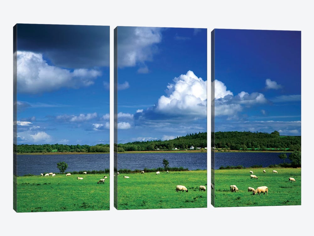 Ireland, County Roscommon. Pastoral Scene Of Lake And Grazing Sheep. by Jaynes Gallery 3-piece Canvas Wall Art