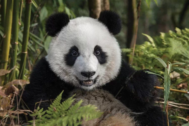 Portrait Of Young Giant Panda, China, Chengdu, Chengdu Panda Base.