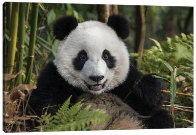 Portrait Of Young Giant Panda, China, Chengdu, Chengdu Panda Base. Canvas Art Print - Jaynes Gallery