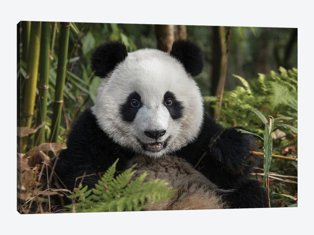 Portrait Of Young Giant Panda, China, Chengdu, Chengdu Panda Base. by Jaynes Gallery 1-piece Canvas Artwork